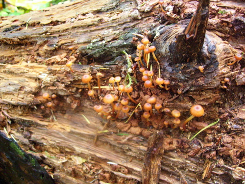 small mushrooms grow on a tree trunk