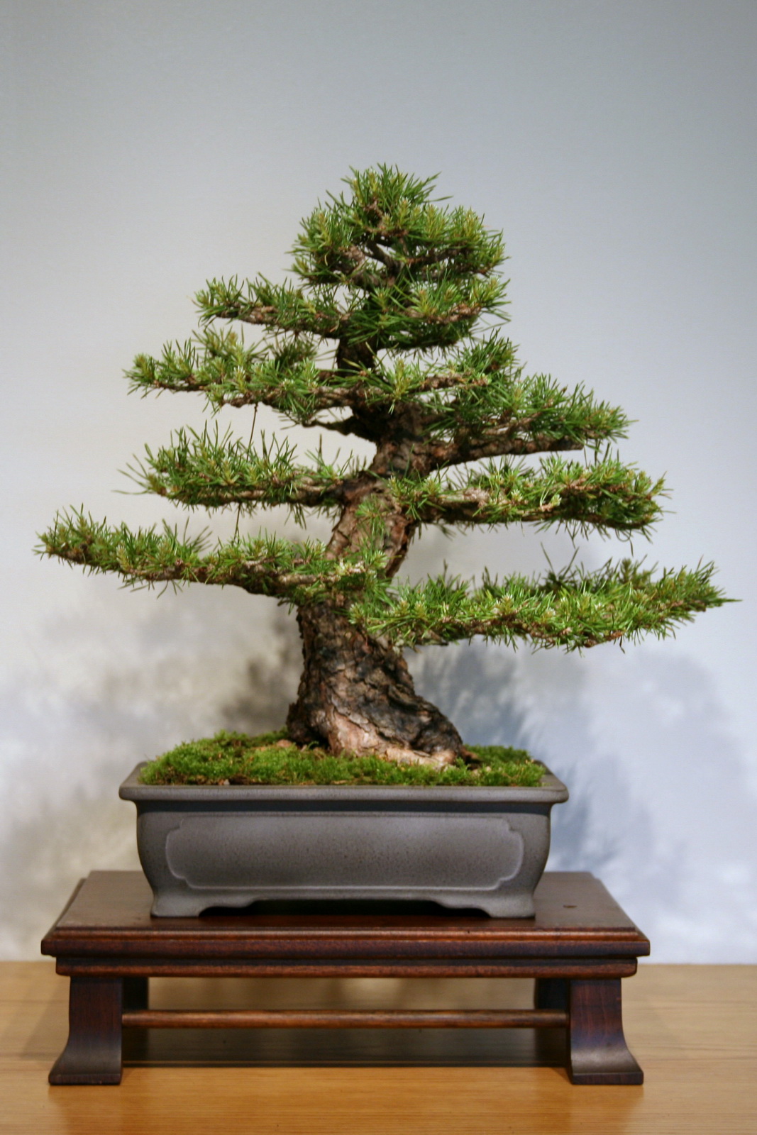 a bonsai tree with very high nches in a pot