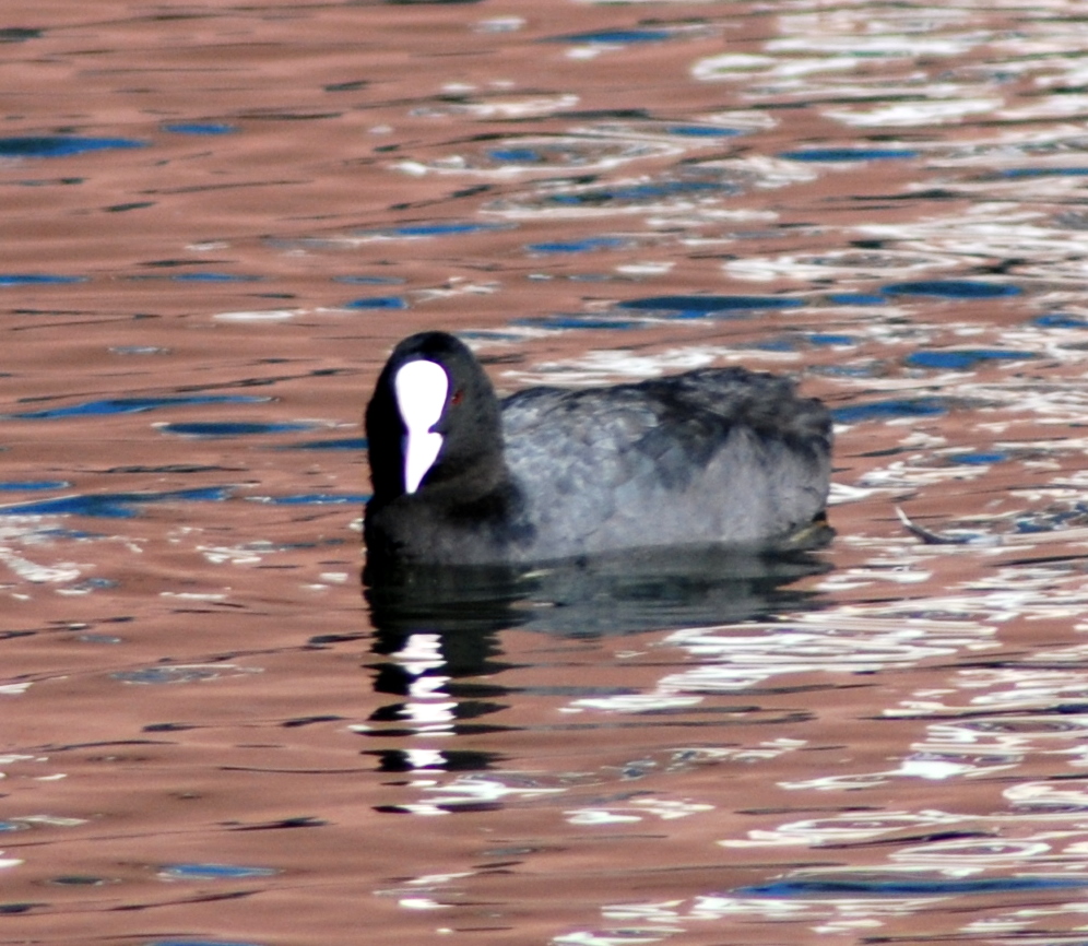 a bird is floating on a lake of water