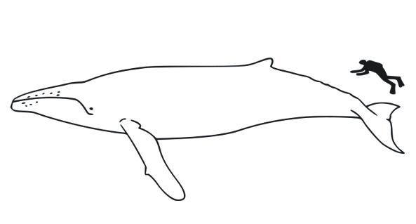 a drawing of a whale and a stick figure