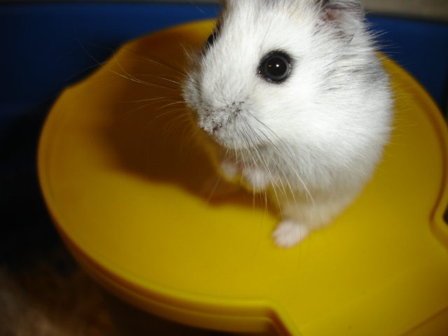 a small white hamster in a yellow bowl