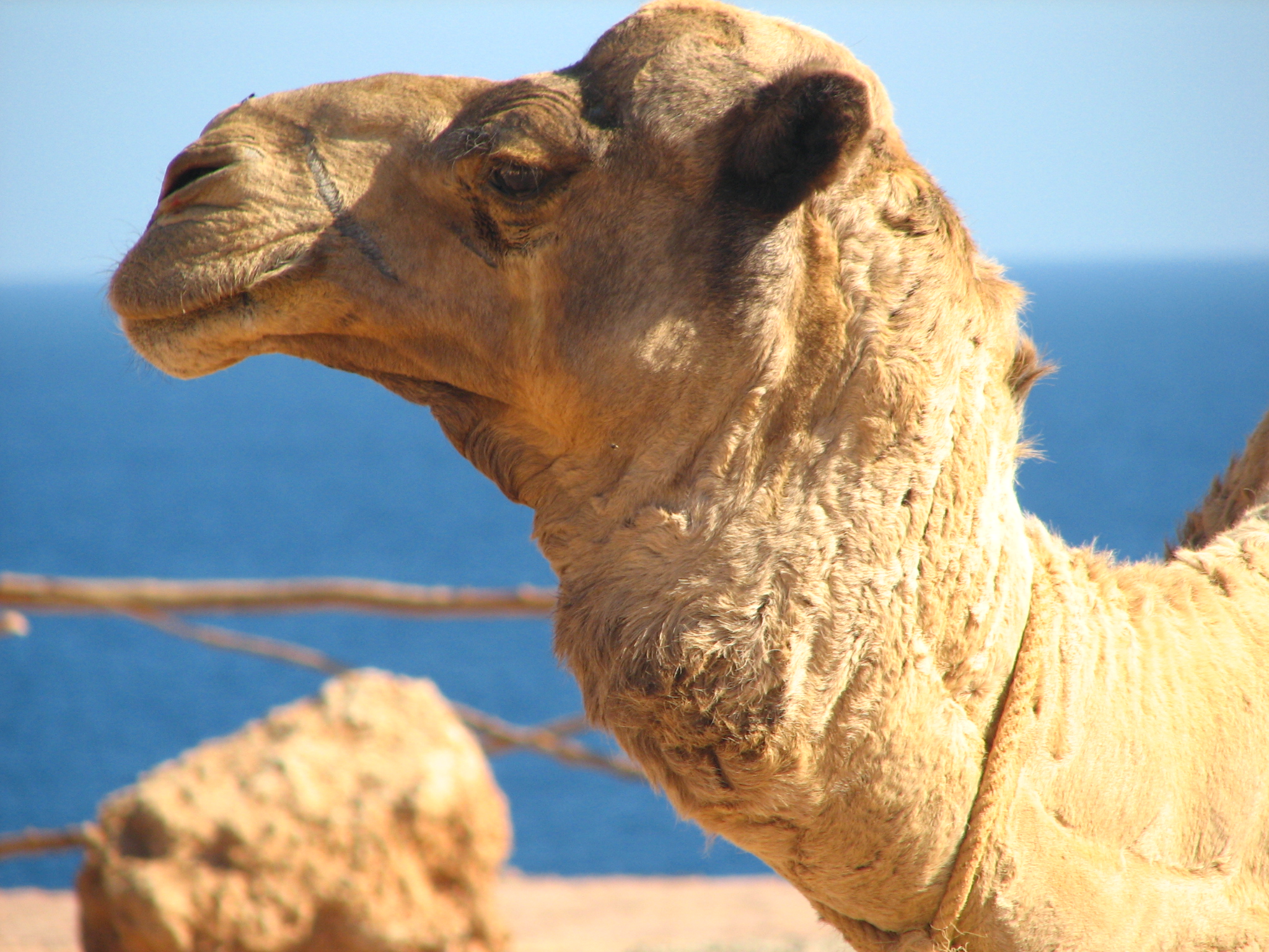 the head of a camel with blue water in background