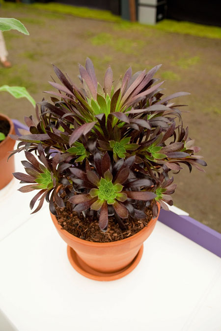 a plant with a purple border is in an orange flower pot