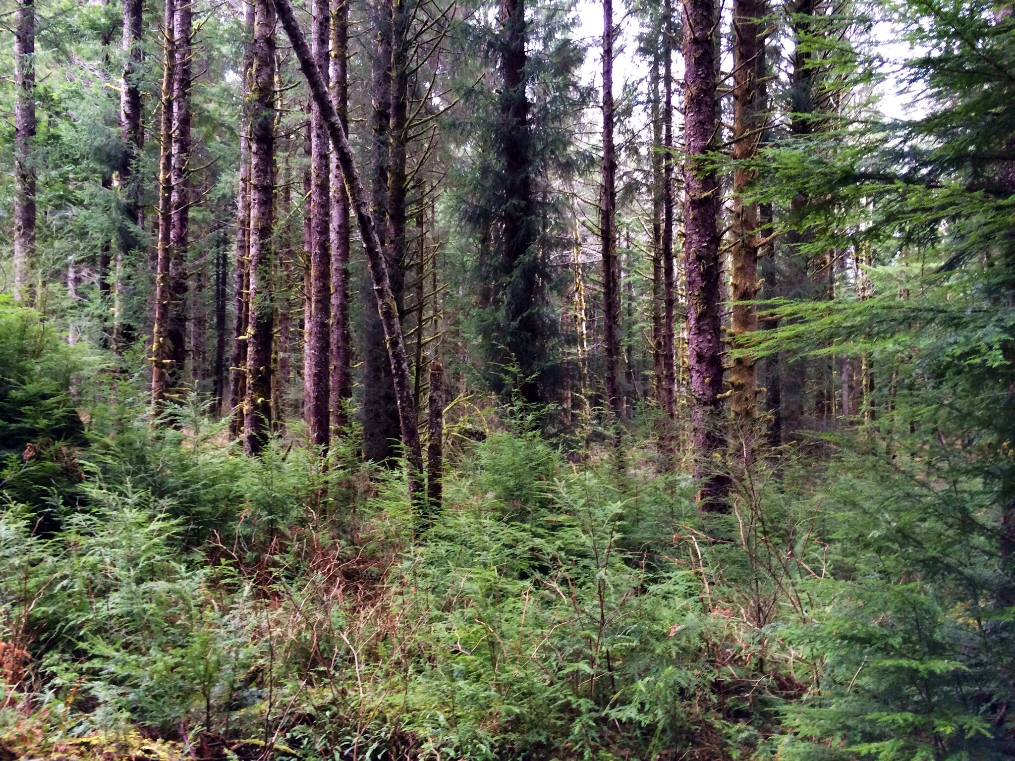 a forest scene with a bench in the foreground