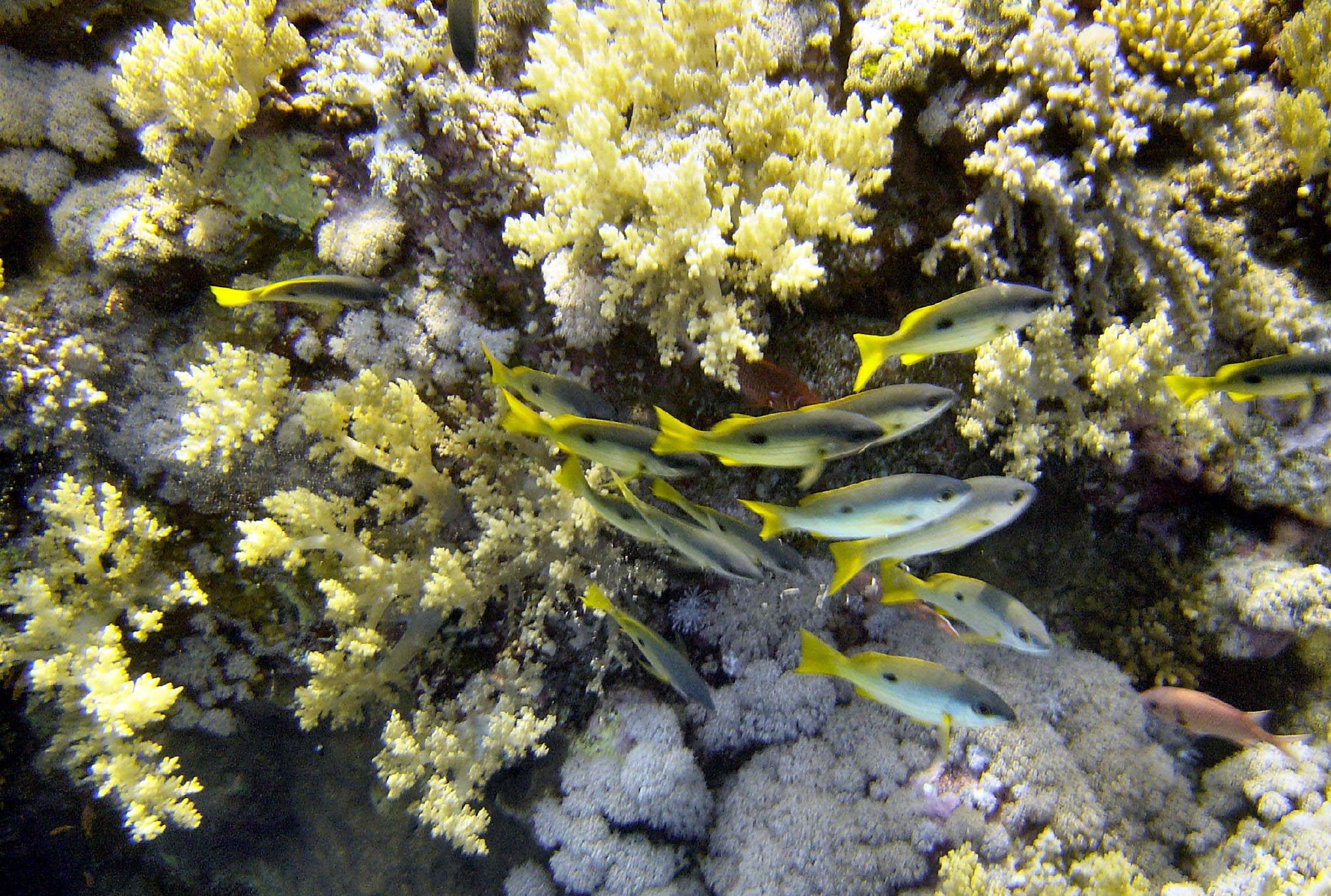 a group of fish swimming around an reef