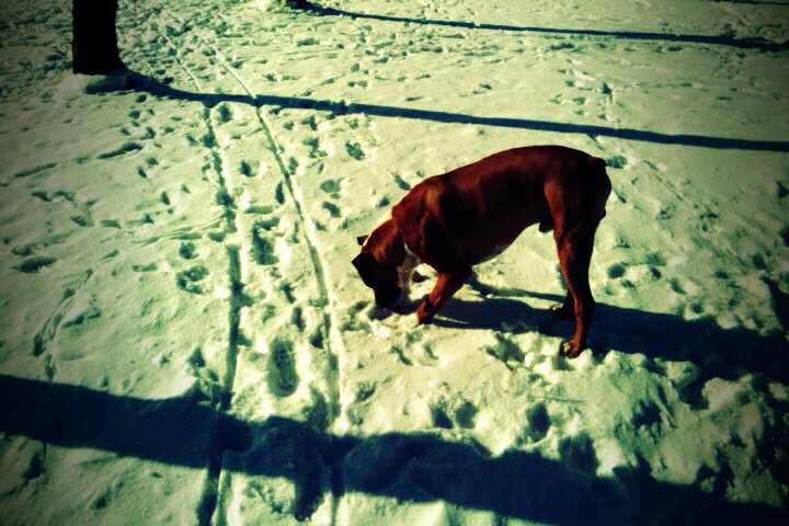 a brown dog sniffing at the ground covered in snow
