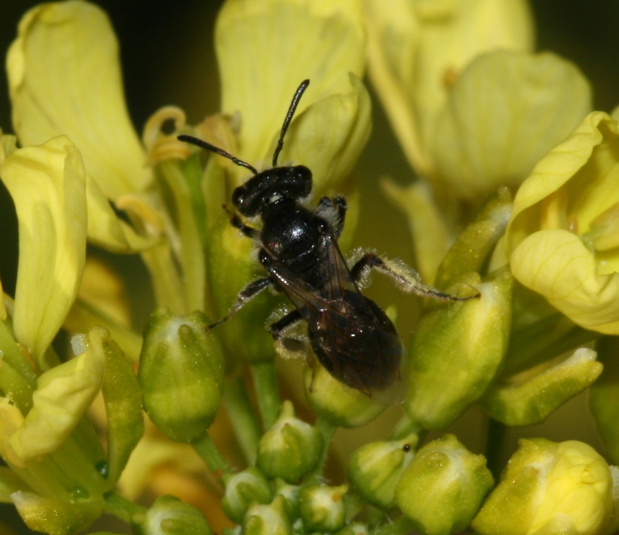 a large insect sits on top of some yellow flowers