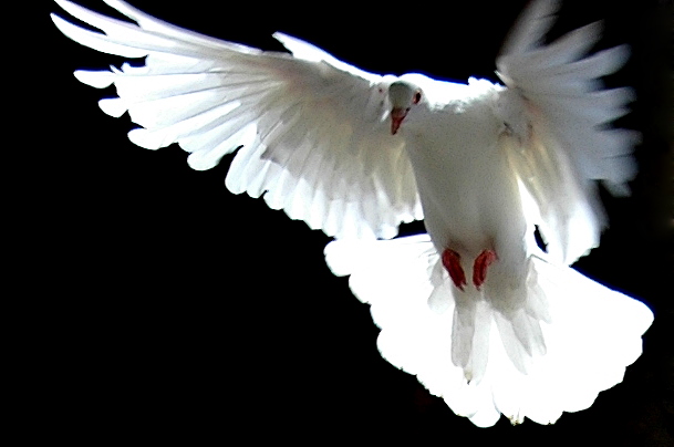 a close up of a white dove in the sky