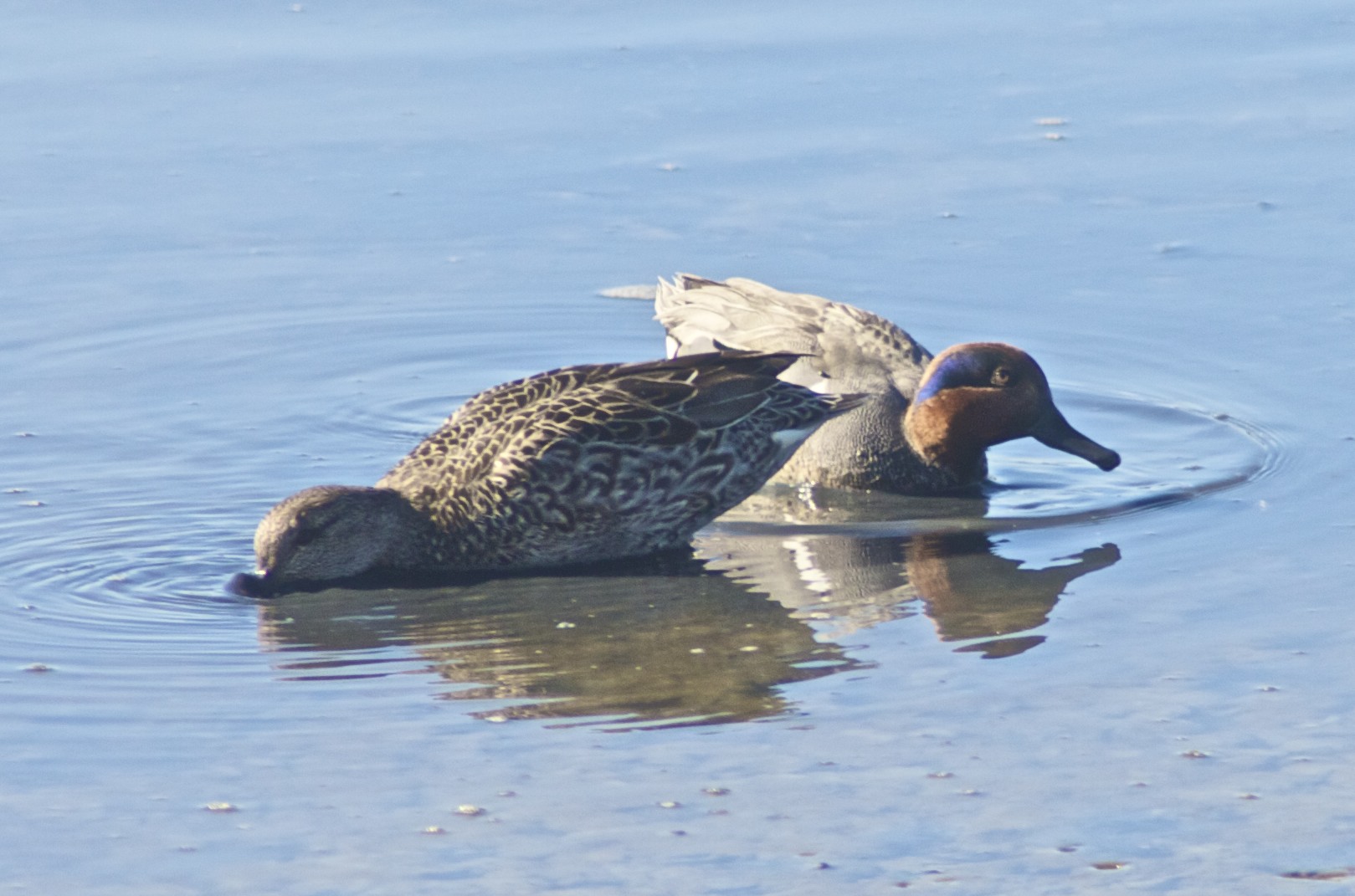 a couple of birds that are sitting in the water