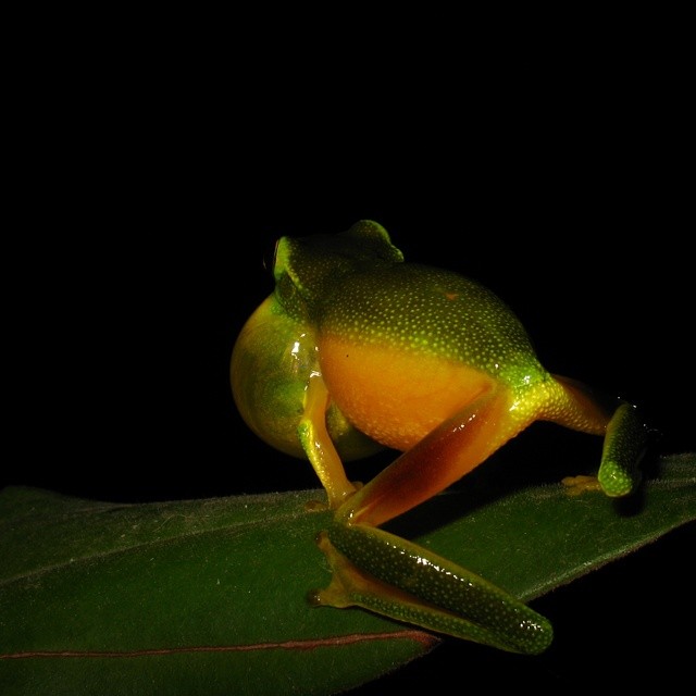 a small green frog sits on a leaf