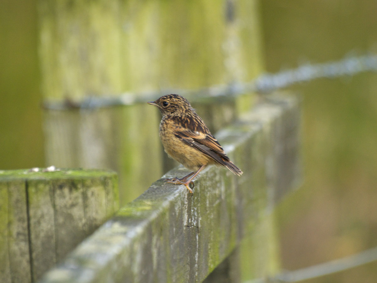 a small bird perched on the fence of a wooden structure