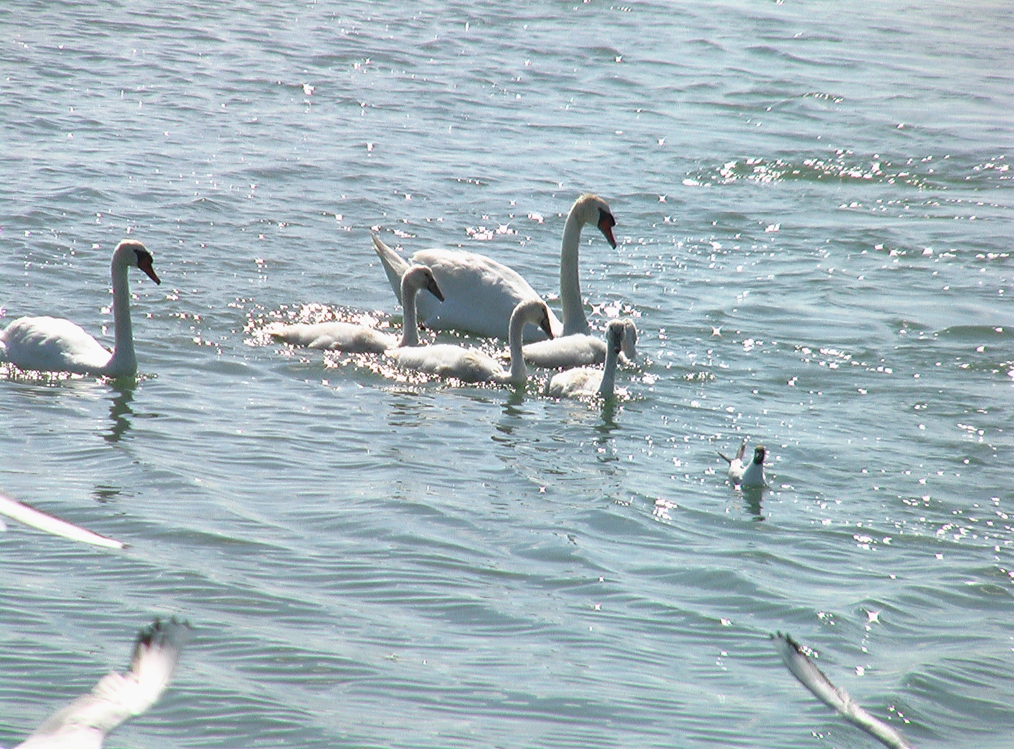 swans feeding on soing in the water by itself