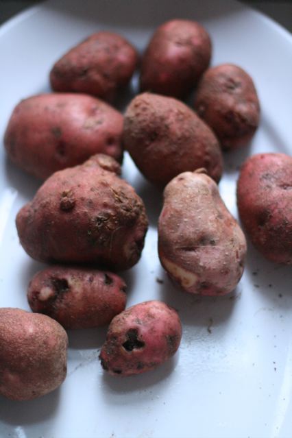 red potatoes on a plate with dirt all over them