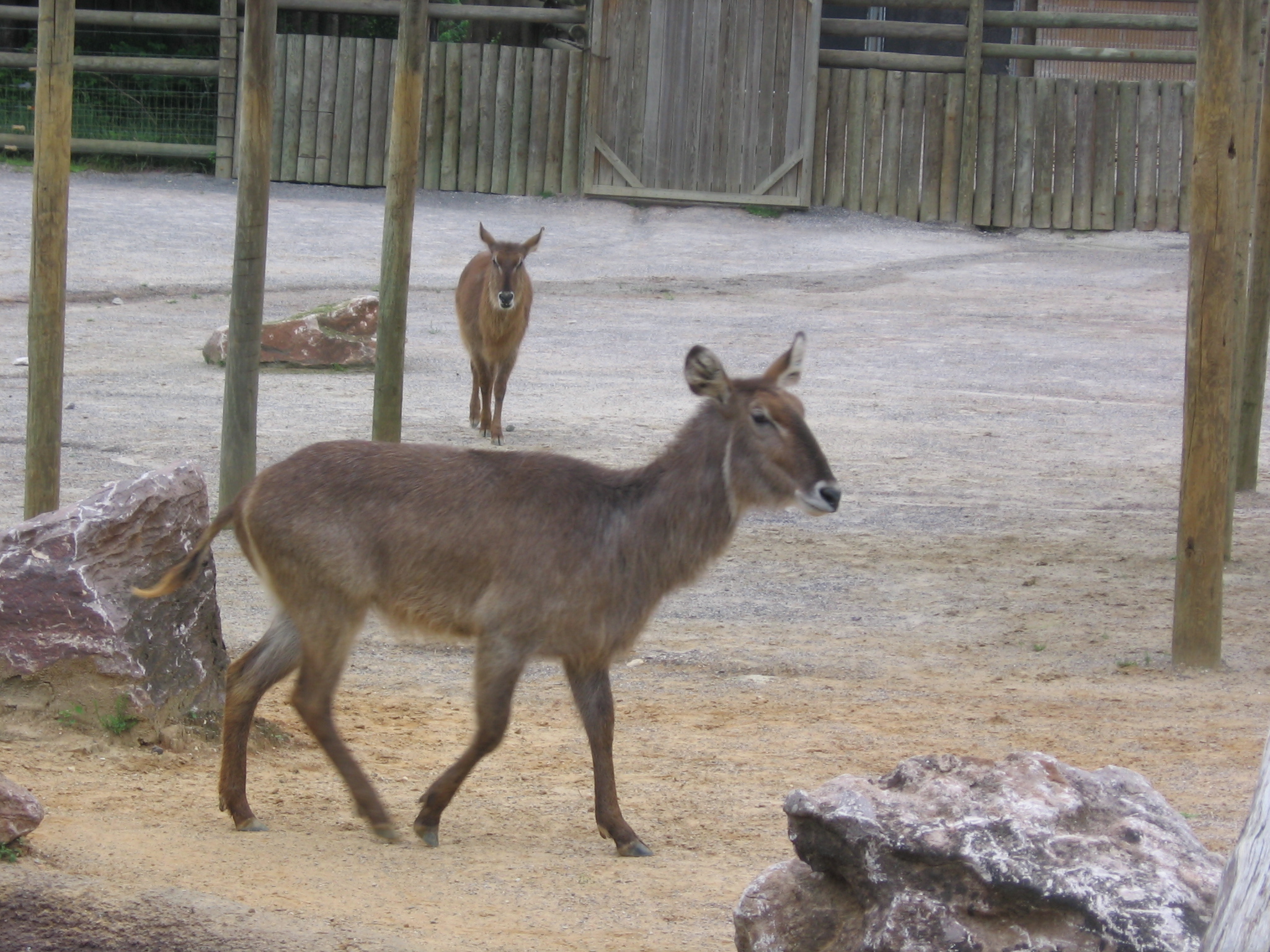 a small deer that is standing in the dirt