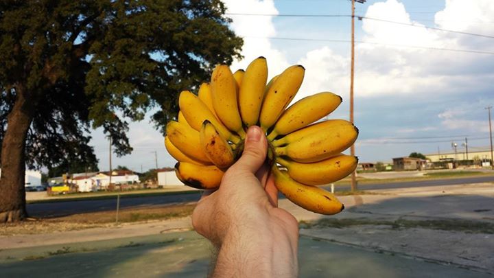 a hand holding a bunch of ripe bananas over water