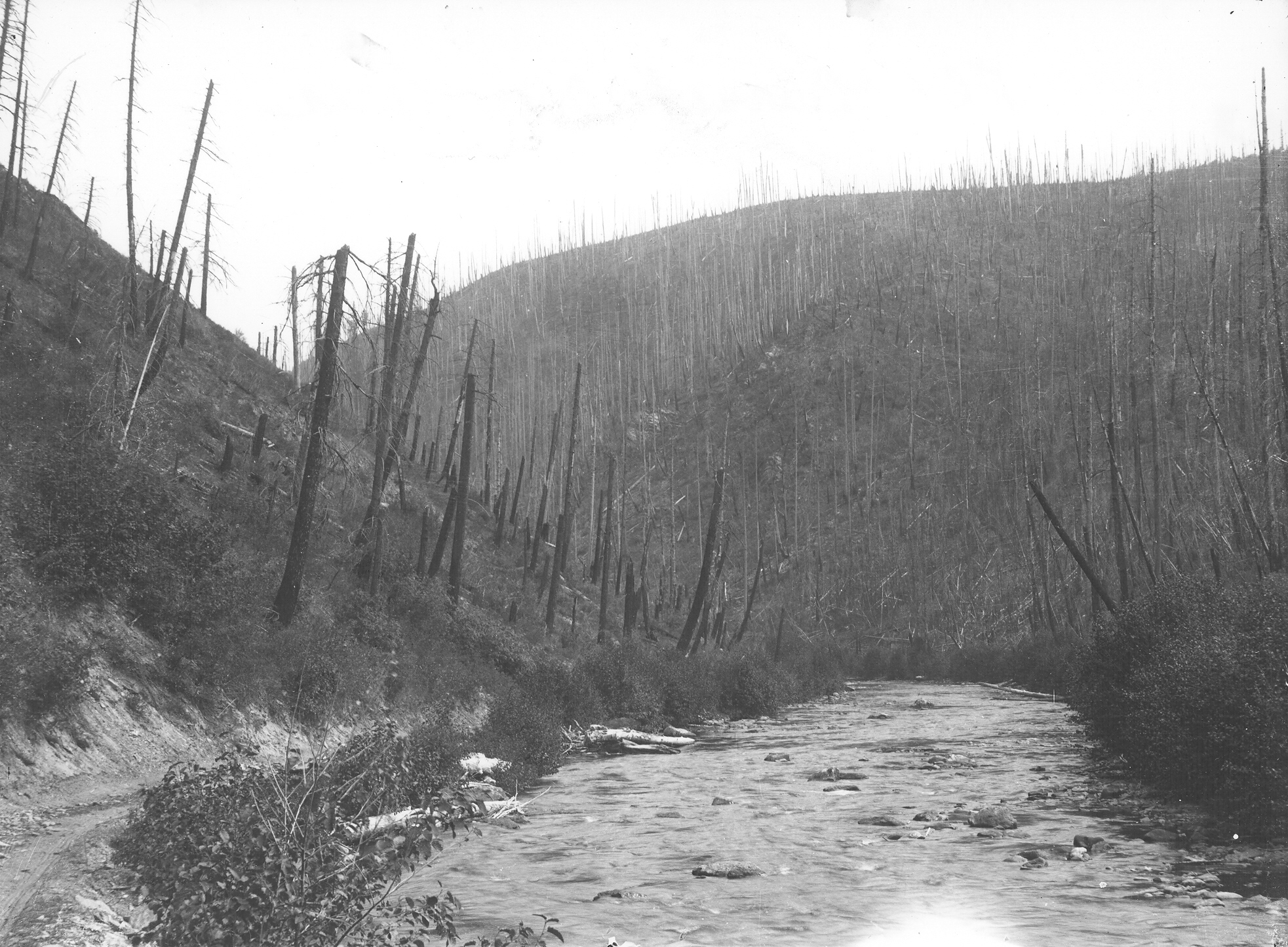 this black and white picture shows a stream running through a forest