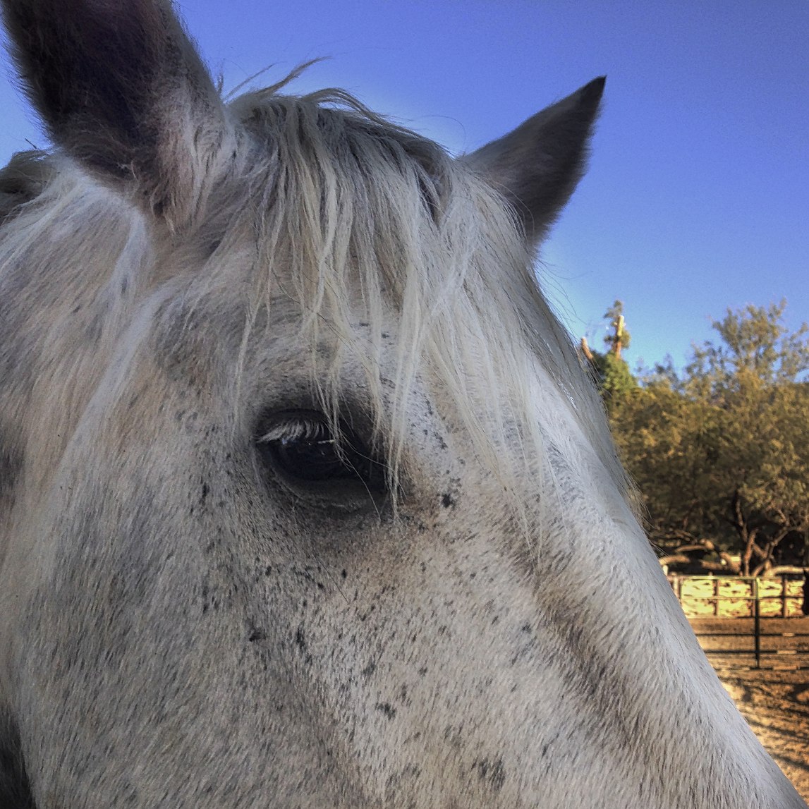 there is a close up image of the face of a horse
