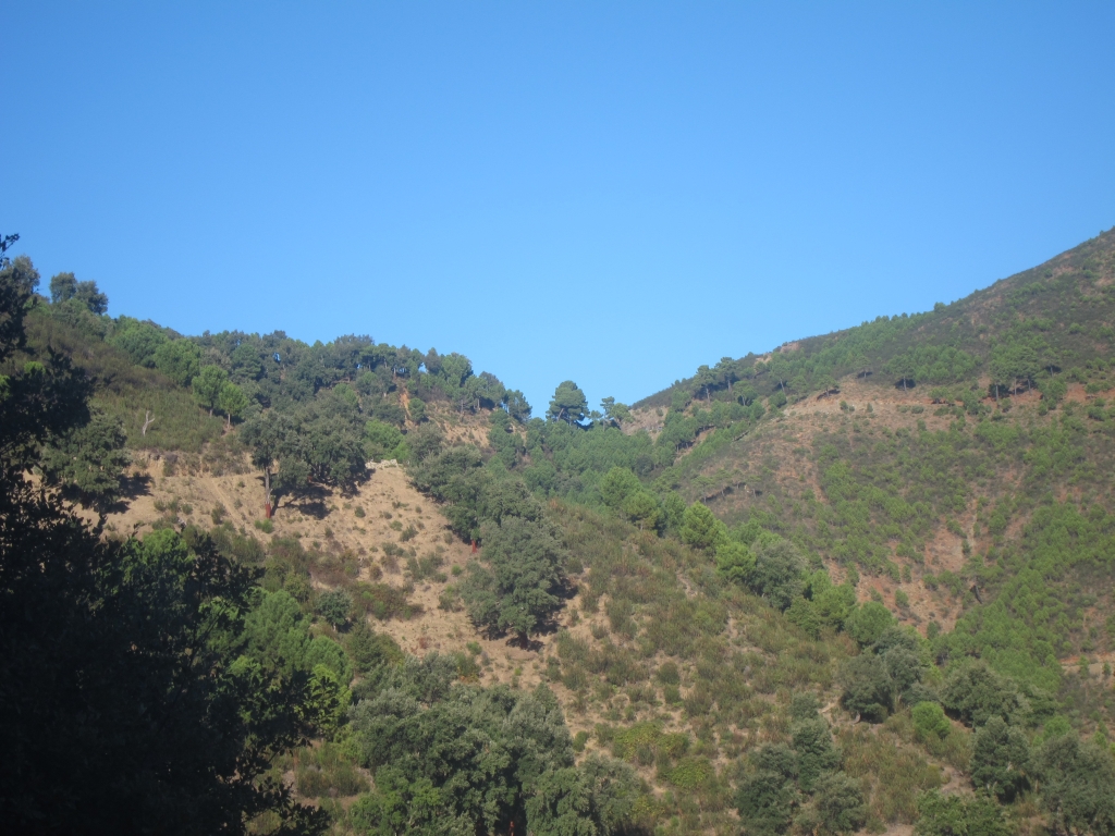 the landscape of a valley with trees on it