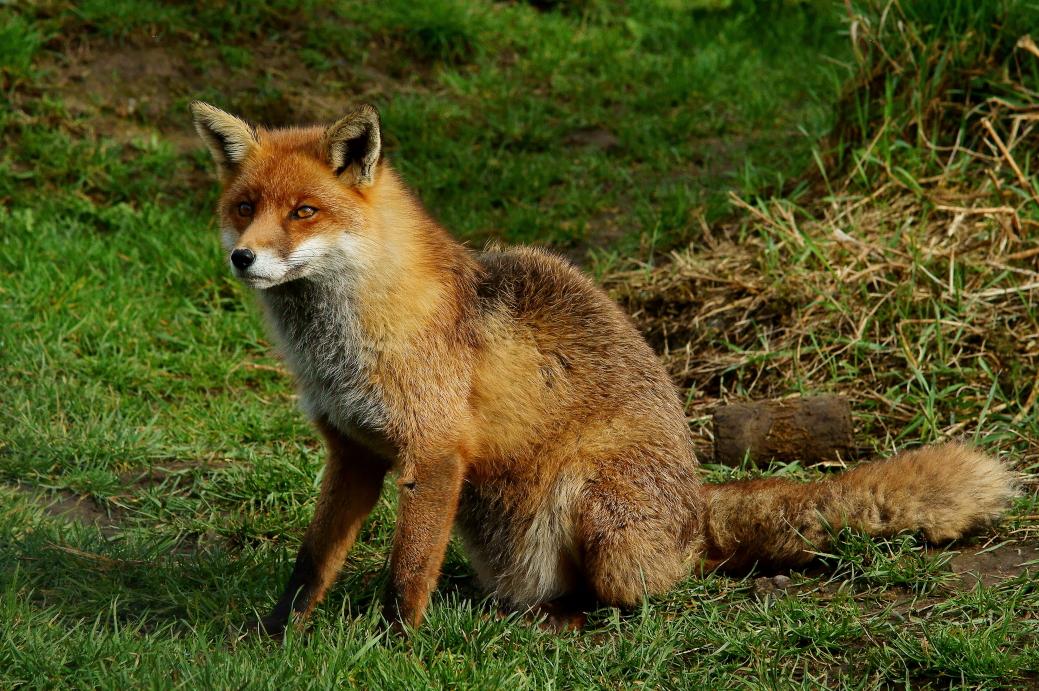 an adult red fox standing on top of a green field