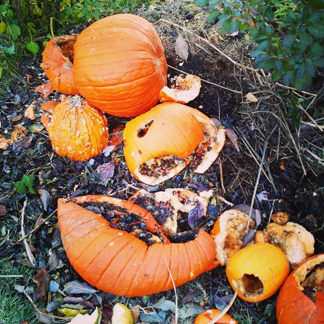 some pumpkins are rotting and still on the ground