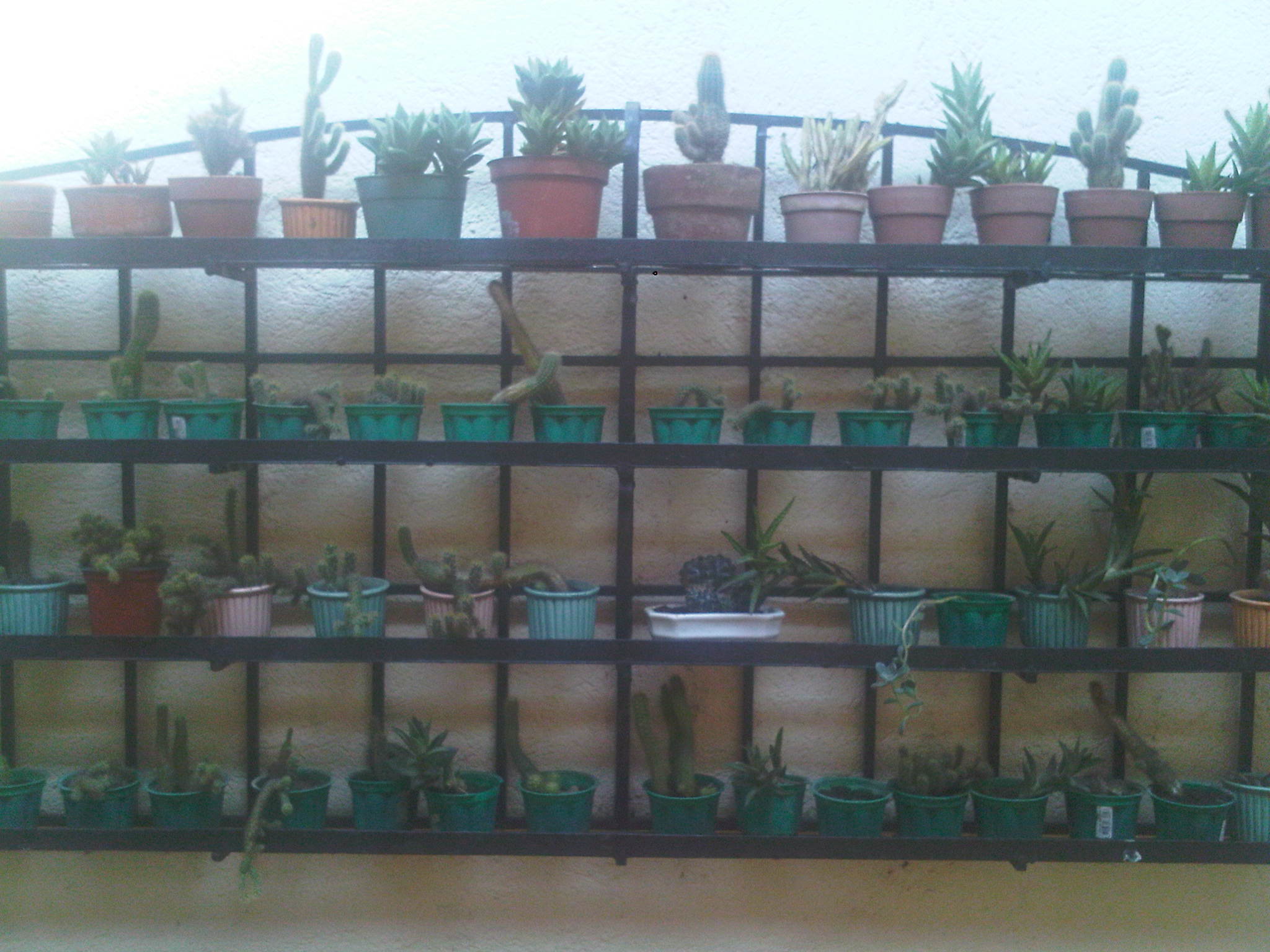 several shelves of various plants that are growing