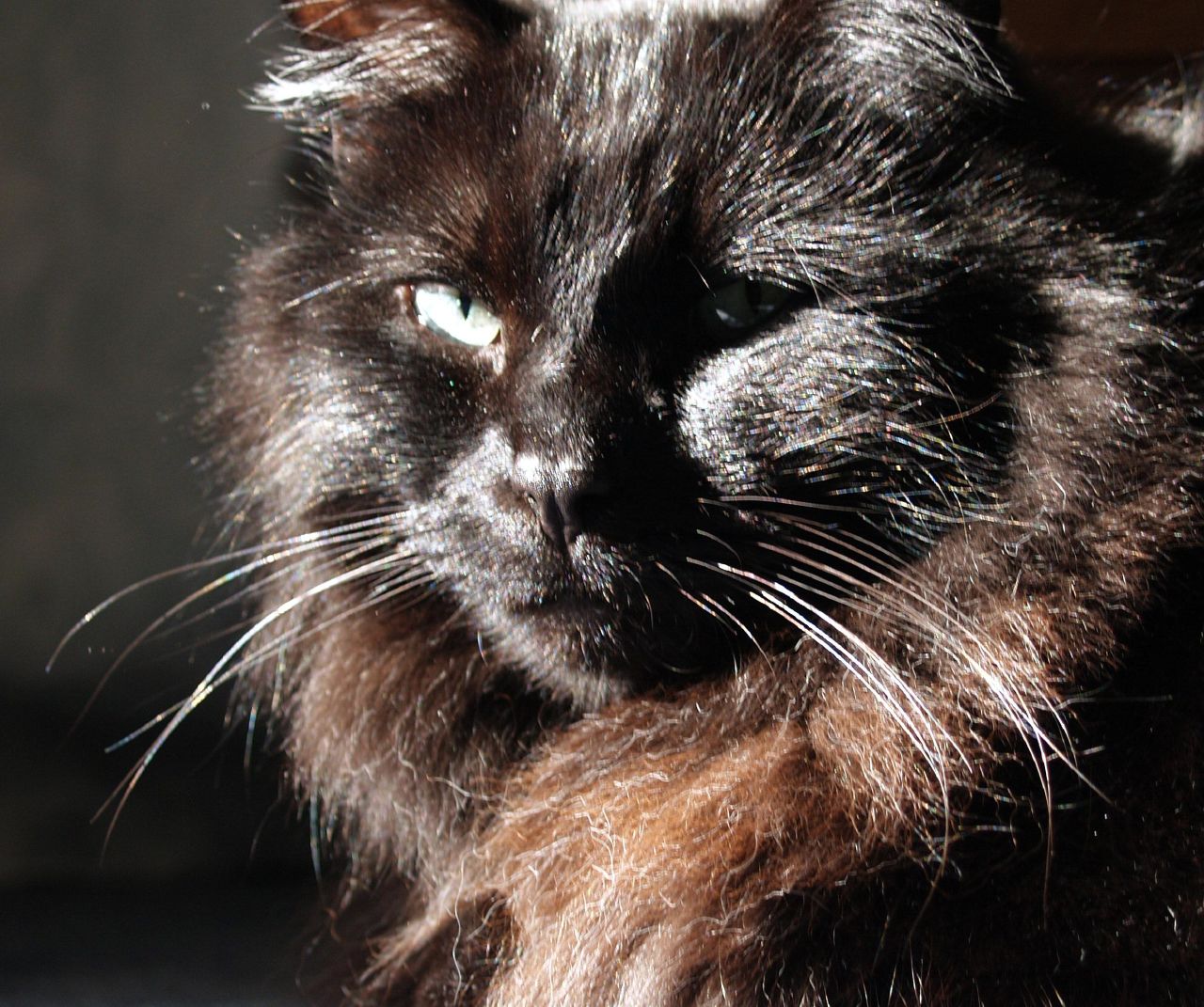 a close up of a black cat looking directly at the camera