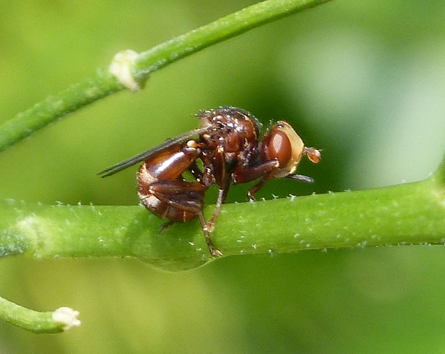 a close up of a bug on a leaf