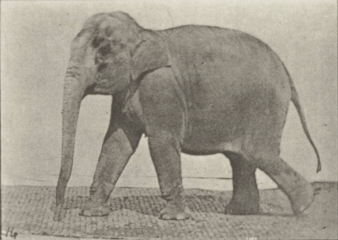 an old po of an elephant in the dirt