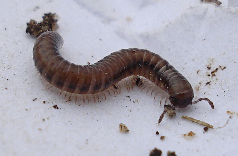 a large, brown caterpillar is sitting on a table