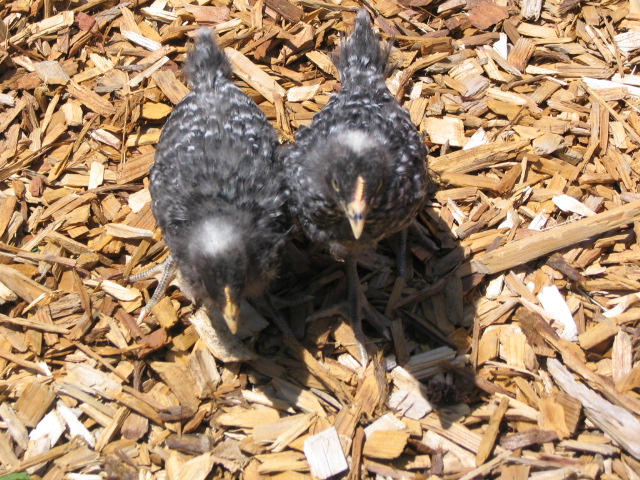 two baby gray birds standing on dry wood chips