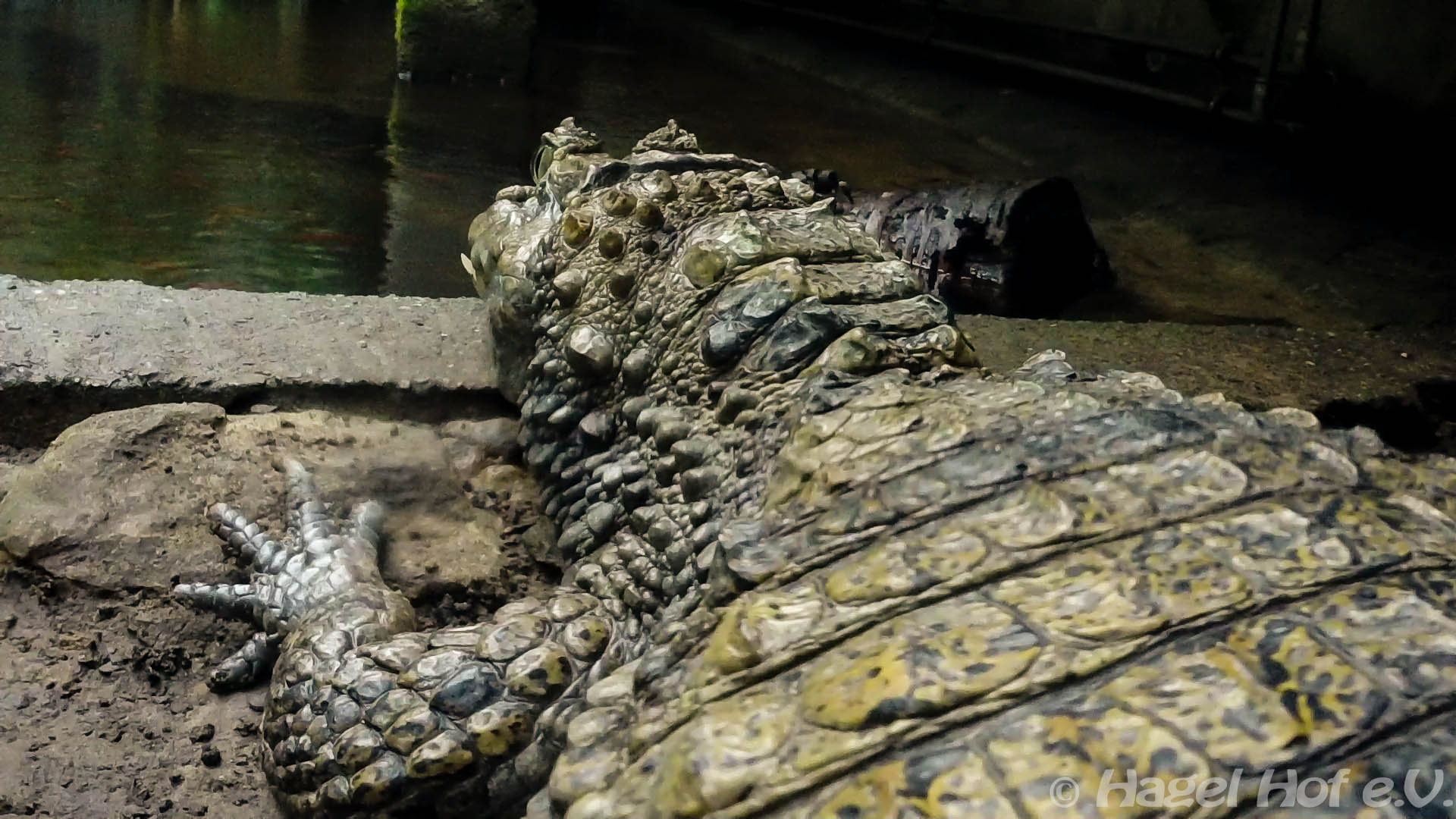 large alligator resting on concrete next to small river