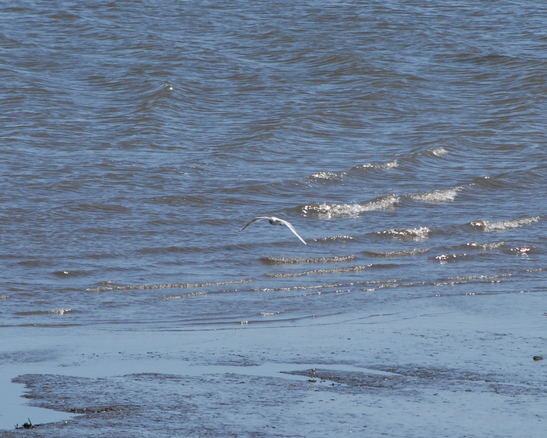 a bird flies low over some water as another looks on