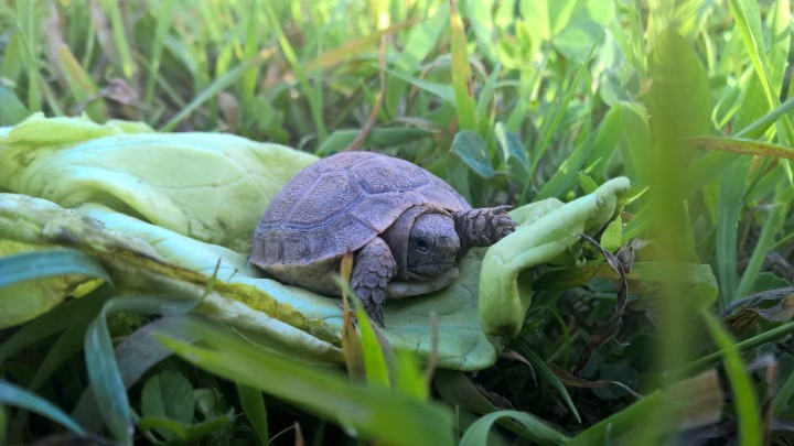 a turtle sitting on top of a leaf in the grass