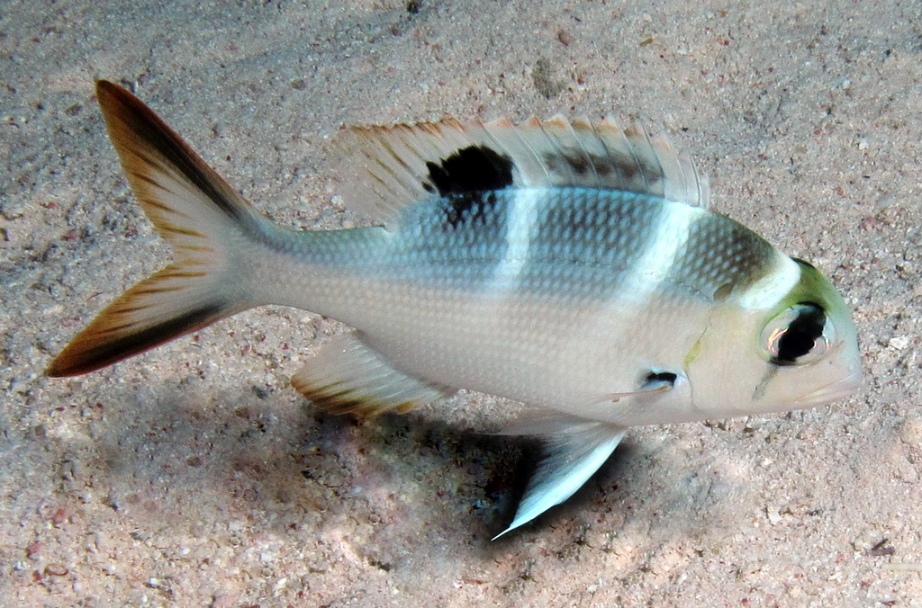 a small white and black fish on a sandy surface