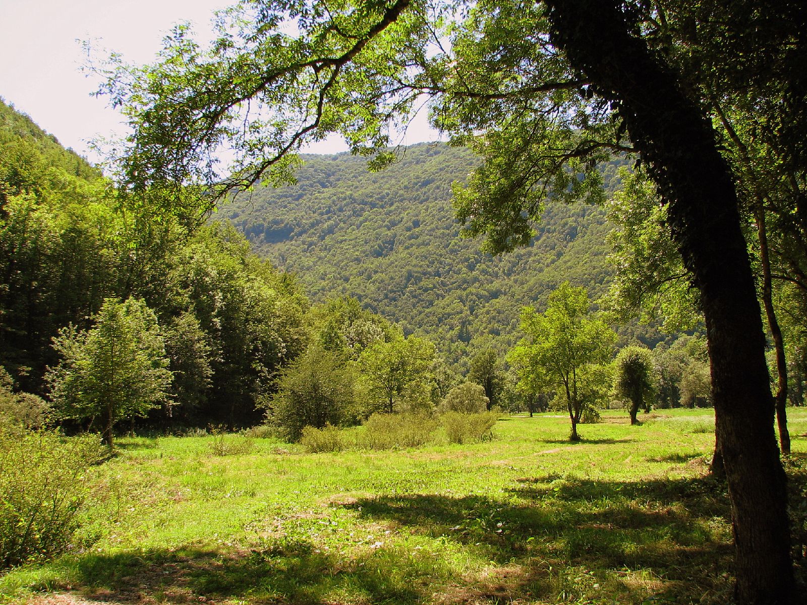 a grassy, wooded area with trees and hills in the background