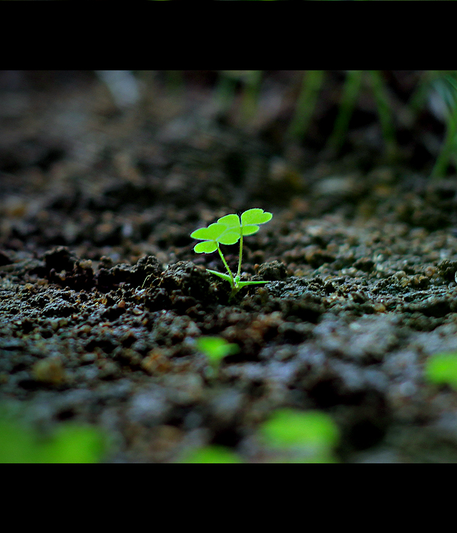 a small green plant is growing from the soil