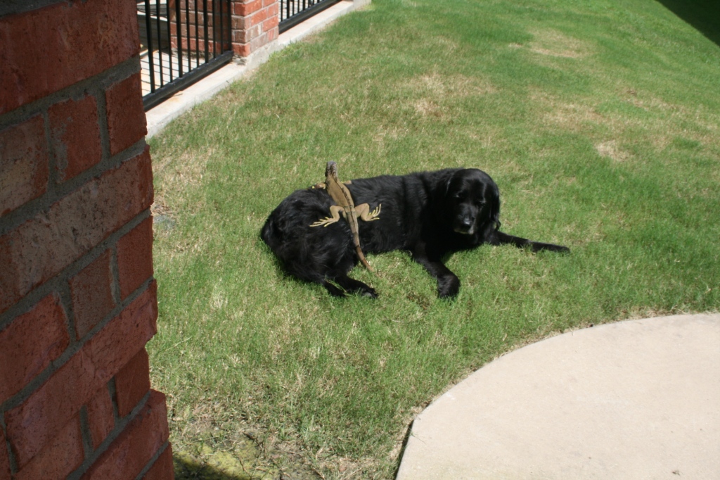 a black dog sitting in the grass near a gate