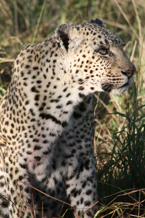 a close up of a leopard in the grass