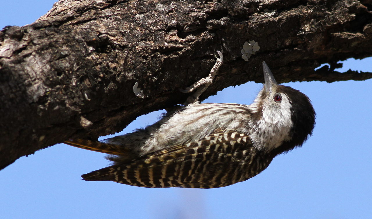 an owl laying on the limb of a tree