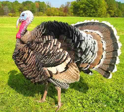 a turkey stands on a grassy field near some trees