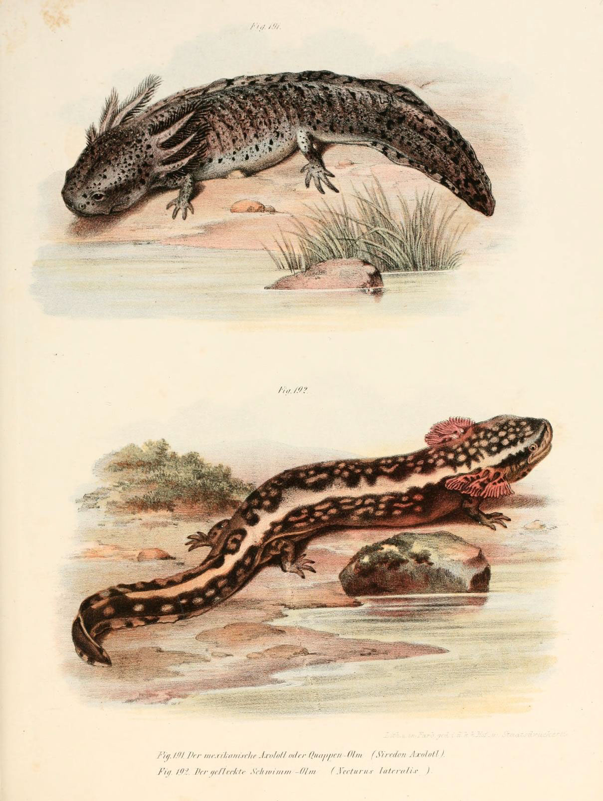 different types of lizards that have different color patterns