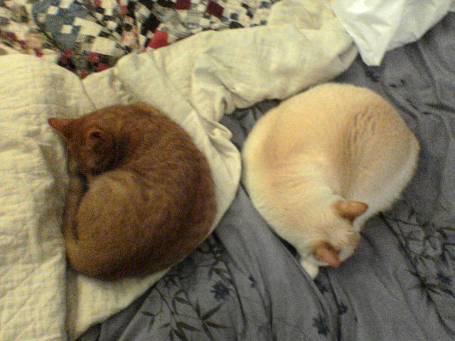 two cats are lying next to each other on a bed