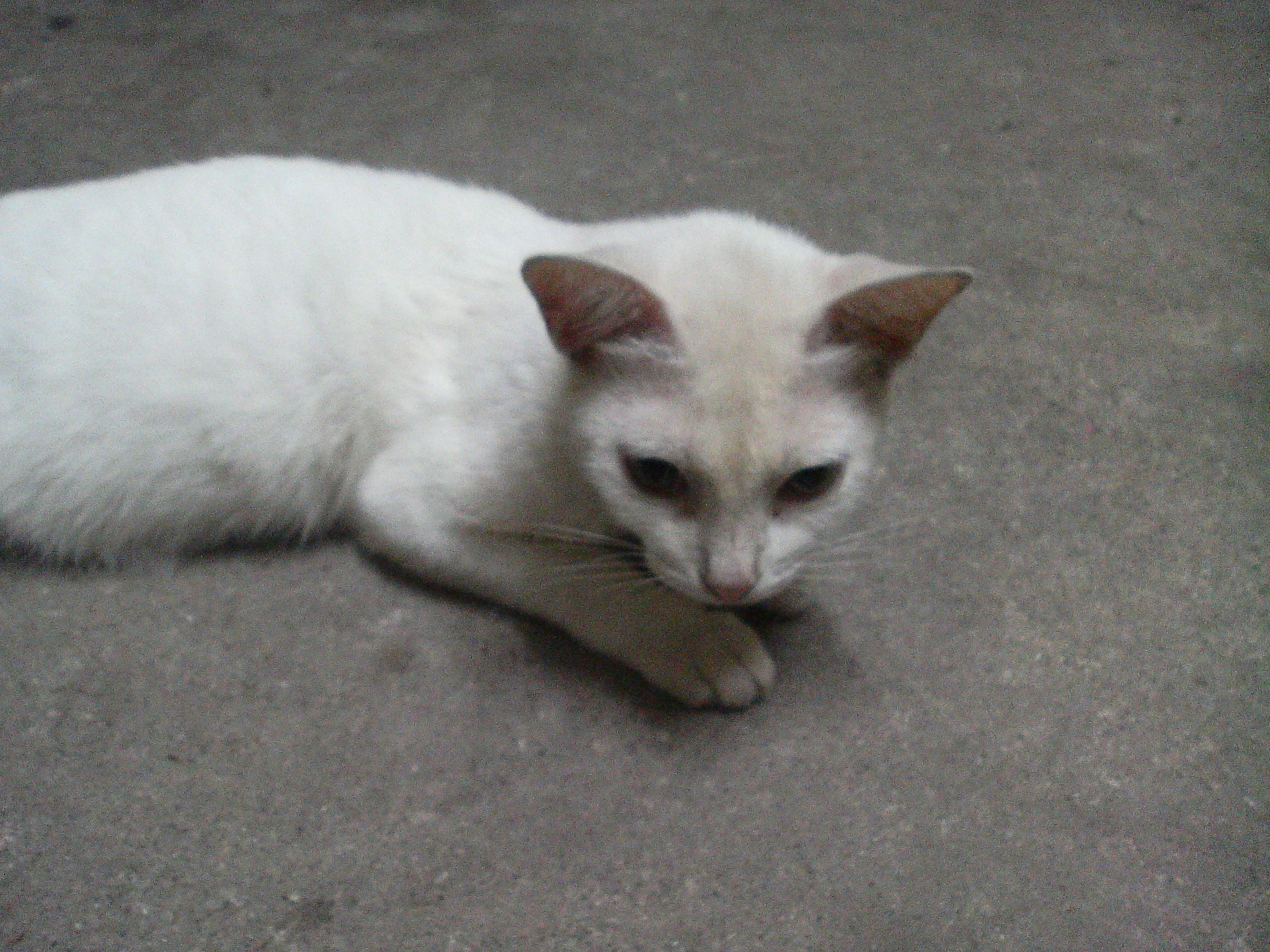 cat laying on cement chewing on a shoe