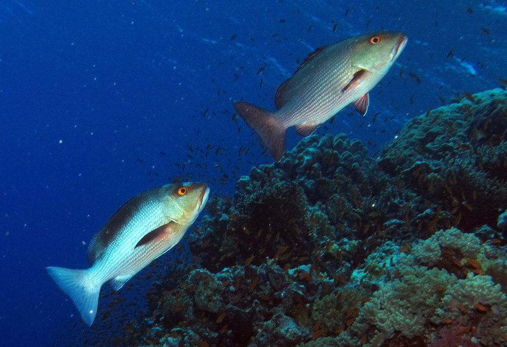 two large fish swimming over some coral reef