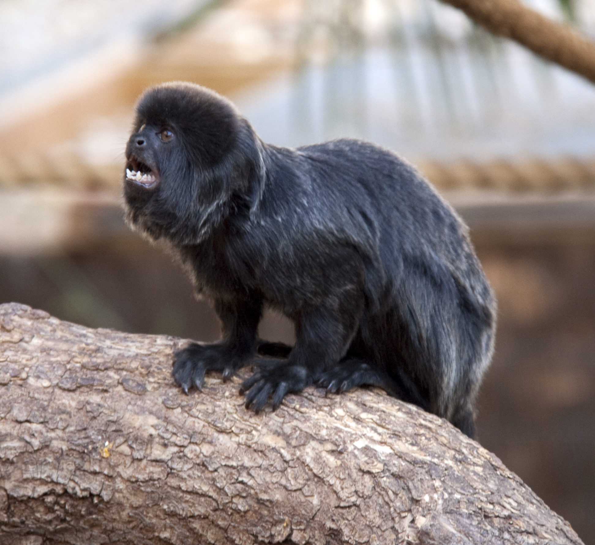 a black monkey sitting on top of a tree nch