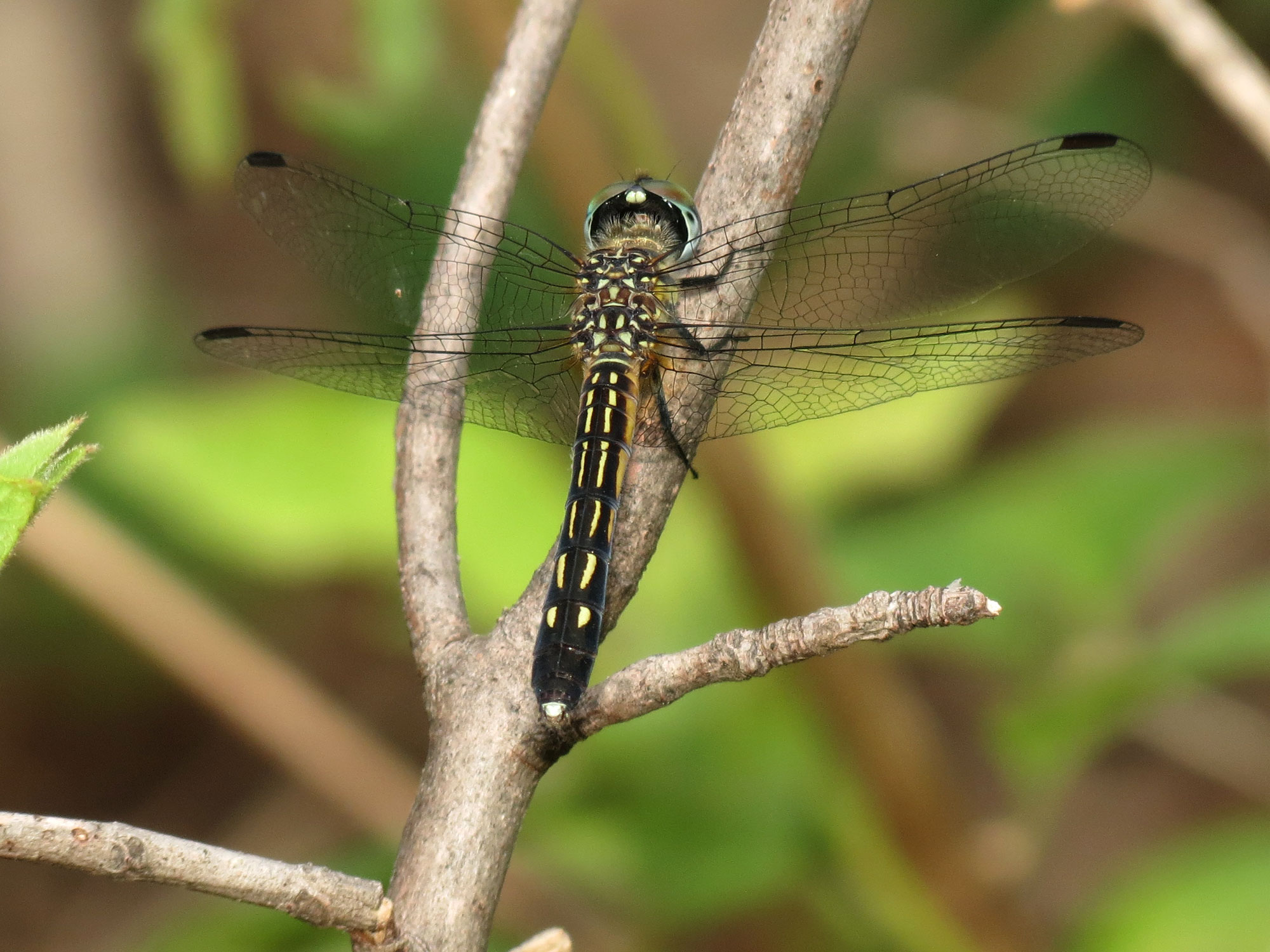 a dragonfly with long legs is sitting on a nch