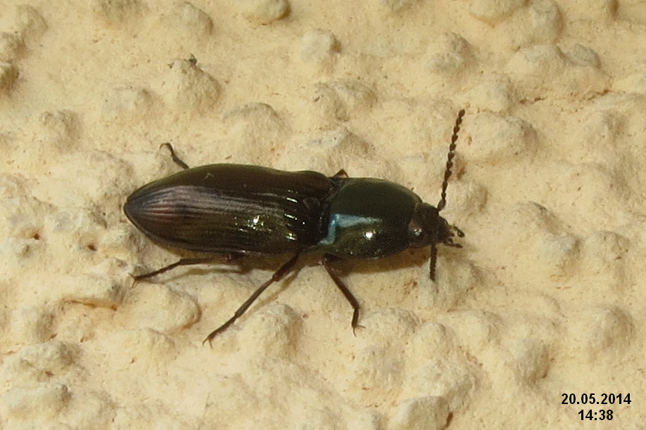 a cockbug sits on a towel and has blue stripes