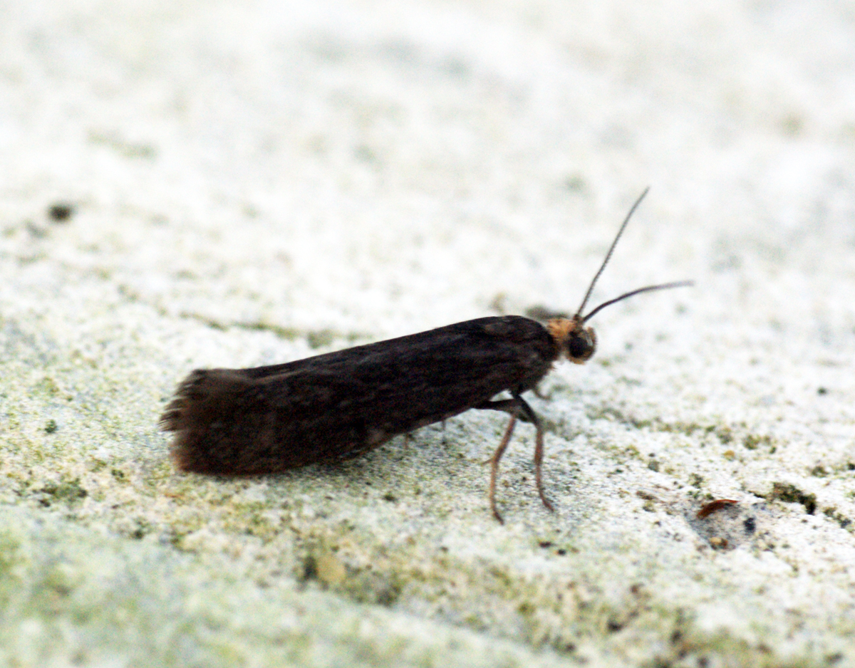 an insect on a concrete surface has its head covered