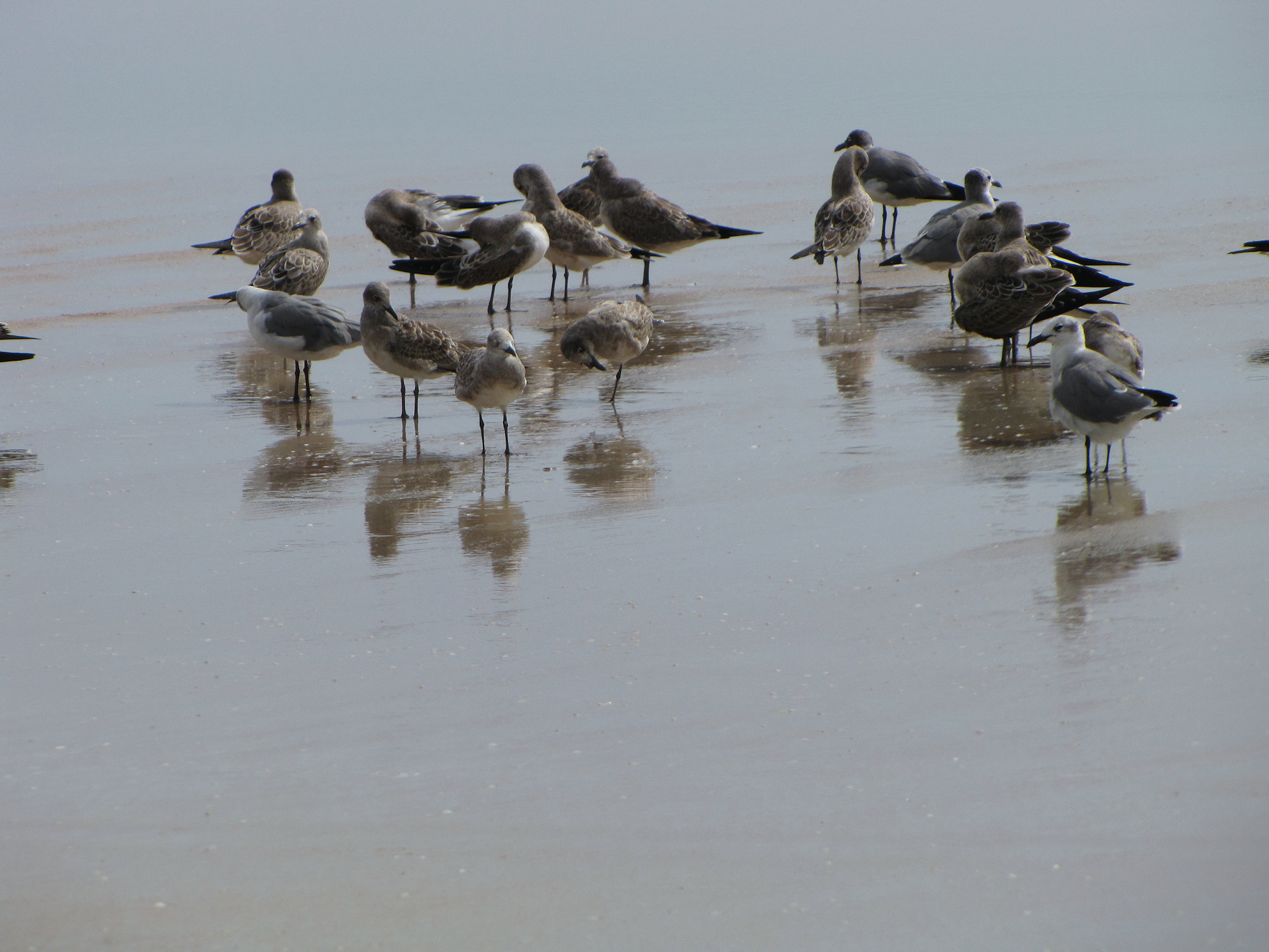 sea gulls standing in the shallow water at the beach