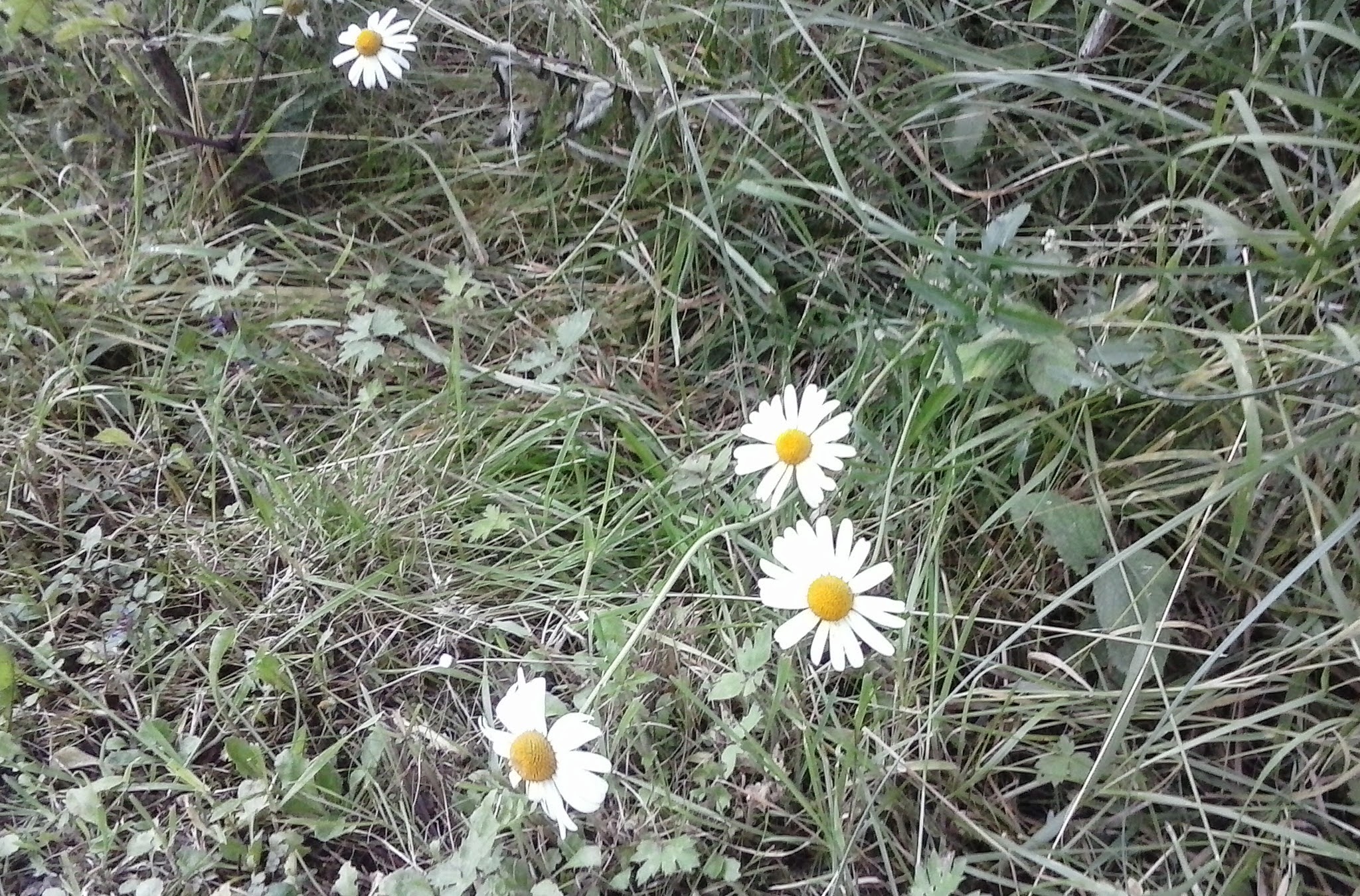three daisies sitting in the grass in front of other daisies